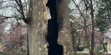 Vandalism în Parcul Catedralei din Timișoara! Mai mulți platani au fost incendiați