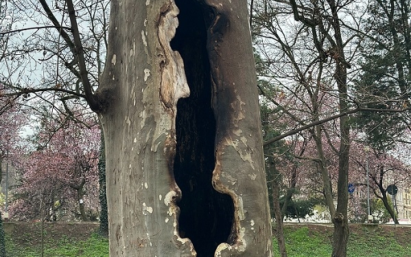 Vandalism în Parcul Catedralei din Timișoara! Mai mulți platani au fost incendiați