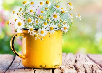 Vreme deosebit de caldă! 25 de grade Celsius în Banat, în weekend