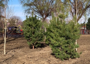 Zona Clăbucet, mai verde! Au fost plantați zeci de copaci
