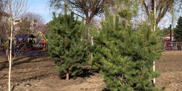Zona Clăbucet, mai verde! Au fost plantați zeci de copaci