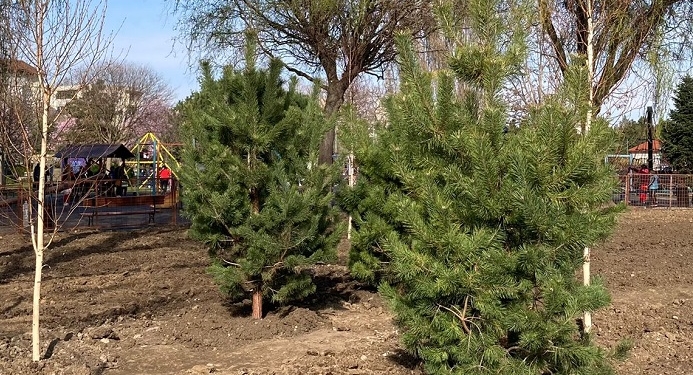 Zona Clăbucet, mai verde! Au fost plantați zeci de copaci