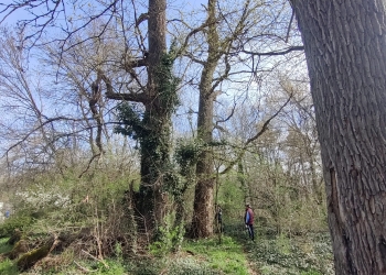 Primăria Timișoara realizează intervenții de siguranță în zona Pădurii Verzi