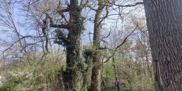 Primăria Timișoara realizează intervenții de siguranță în zona Pădurii Verzi