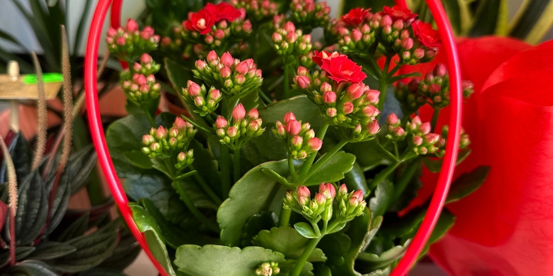 Aranjamente pascale și plante la ghiveci, disponibile în florăriile Horticultura FOTO