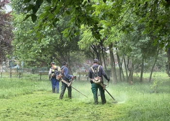 Intervenții intensificate în spațiile verzi și parcurile din Timișoara