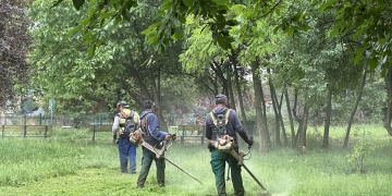 Intervenții intensificate în spațiile verzi și parcurile din Timișoara
