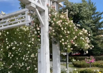 Parcul Rozelor din Timișoara, în splendoare
