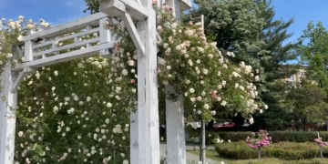 Parcul Rozelor din Timișoara, în splendoare