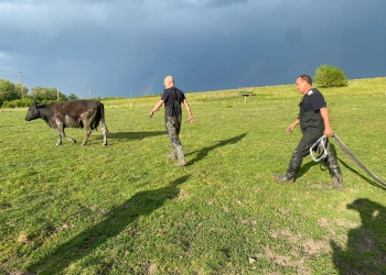 Peripeții la o fermă din Timiș! Vacă blocată în nămol, salvată de pompieri