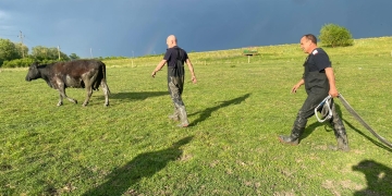 Peripeții la o fermă din Timiș! Vacă blocată în nămol, salvată de pompieri