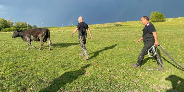 Peripeții la o fermă din Timiș! Vacă blocată în nămol, salvată de pompieri