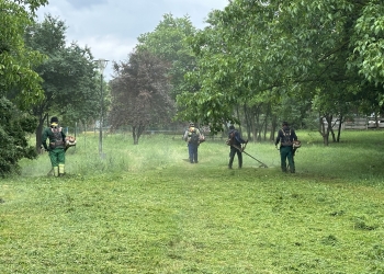 Zeci de străzi din Timișoara incluse în programul de întreținere a spațiilor verzi