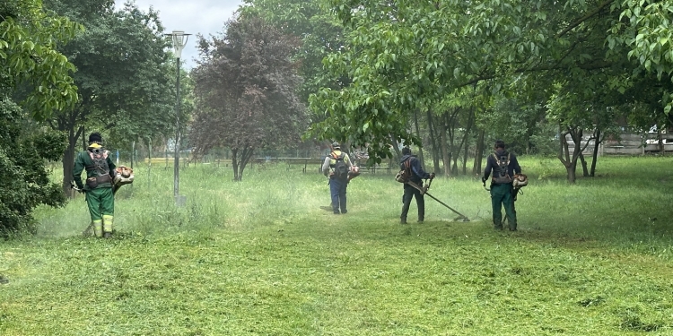 Zeci de străzi din Timișoara incluse în programul de întreținere a spațiilor verzi