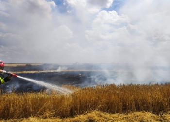 Lan cu orz din Timiș, mistuit de flăcări pe o suprafață de 25 de hectare