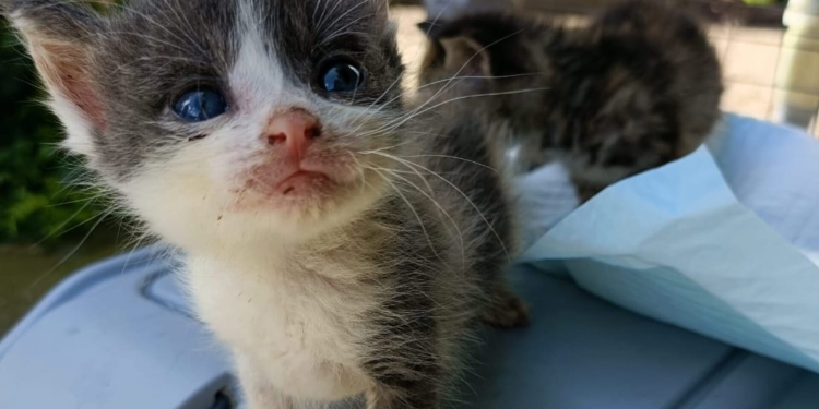 Amendă record pentru un bărbat din Mehedinți, care a abandonat 5 pisici în Caraș-Severin