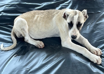 Bărbat din Banat, cercetat penal pentru că a tăiat urechile unor căței