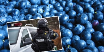 Ca ursul la fructele de păduse, un tânăr din Timiș ar fi furat tone de afine în câteva luni