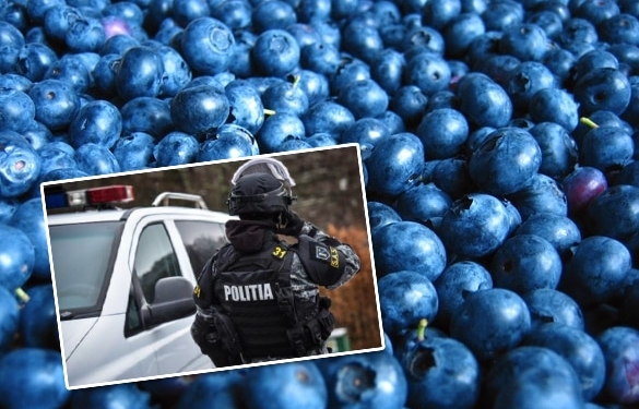 Ca ursul la fructele de păduse, un tânăr din Timiș ar fi furat tone de afine în câteva luni