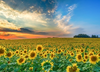 Vreme caniculară și în următoarele două săptămâni, în Banat