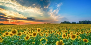 Vreme caniculară și în următoarele două săptămâni, în Banat