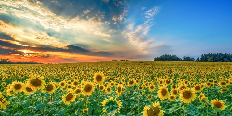 Vreme caniculară și în următoarele două săptămâni, în Banat