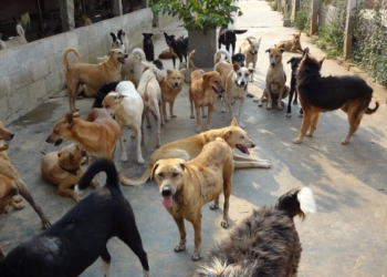 Fermă de… câini! O femeie din Peciu Nou are 52 de patrupede