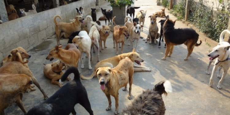 Fermă de… câini! O femeie din Peciu Nou are 52 de patrupede