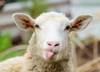 Un timișorean s-a crezut la stâna! Creștea 100 de oi în zona Mehala