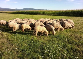 15.000 de oi, ucise într-o comună din Timiș! Focar de pestă, confirmat