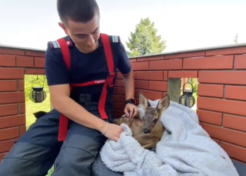 Fiecare viață contează! Pompierii din Timiș au salvat un pui de căprioară