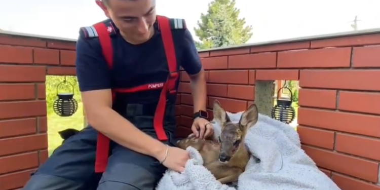 Fiecare viață contează! Pompierii din Timiș au salvat un pui de căprioară