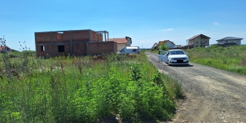 „Plantațiile” de ambrozie și bălării nu aduc profit ci doar amenzi, la Timișoara