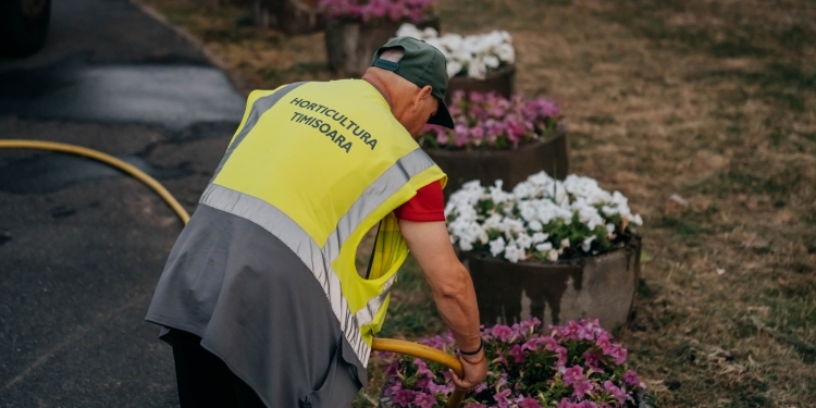 Eforturi pentru reducerea efectelor caniculei în spațiile verzi din Timișoara