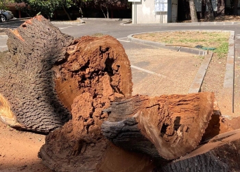 Dominic Fritz, despre stejarul din parcarea Primăriei Timișoara: „Orice copac tăiat e o durere”