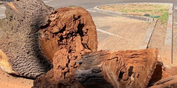 Dominic Fritz, despre stejarul din parcarea Primăriei Timișoara: „Orice copac tăiat e o durere”