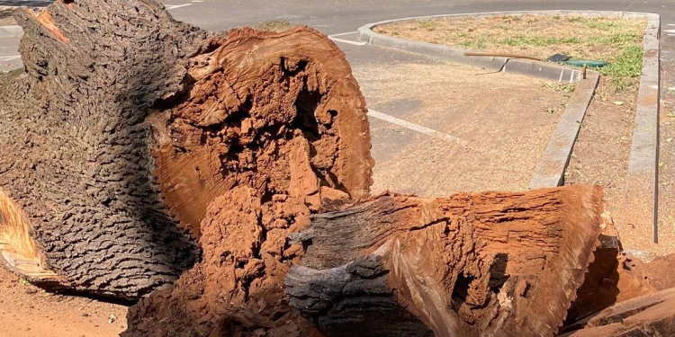 Dominic Fritz, despre stejarul din parcarea Primăriei Timișoara: „Orice copac tăiat e o durere”