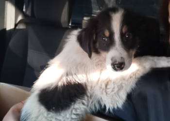 Cruzime de neimaginat! Un bărbat din vestul țării, reținut că și-a schingiuit câinele