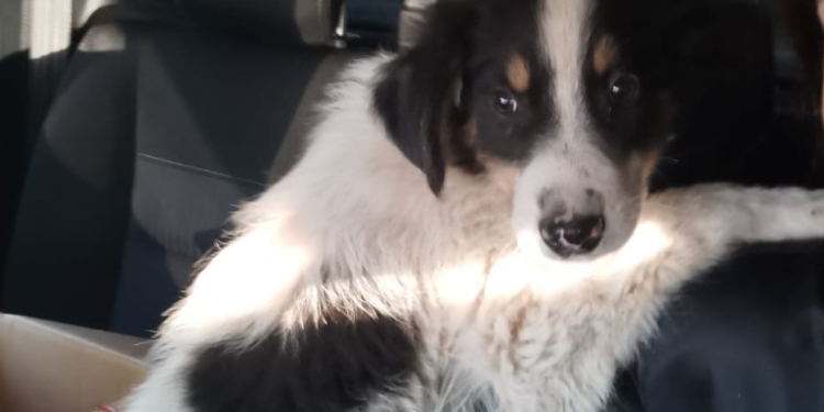 Cruzime de neimaginat! Un bărbat din vestul țării, reținut că și-a schingiuit câinele