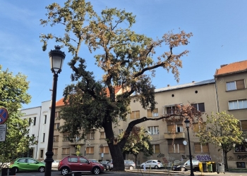 Stejarul din parcarea Primăriei Timișoara a fost tăiat! Era prea bătrân