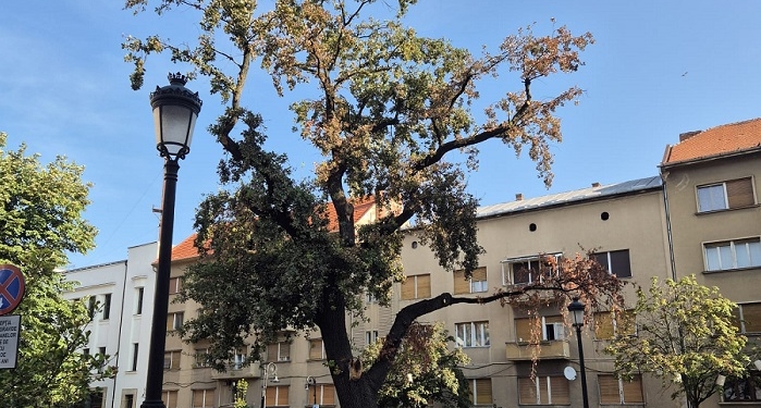 Stejarul din parcarea Primăriei Timișoara a fost tăiat! Era prea bătrân