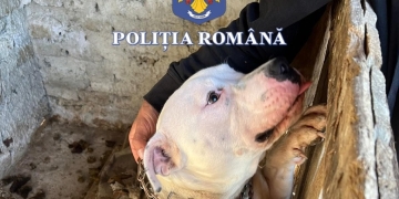 Zeci de deținători de câini periculoși din Timiș, controlați de polițiști