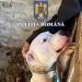 Zeci de deținători de câini periculoși din Timiș, controlați de polițiști