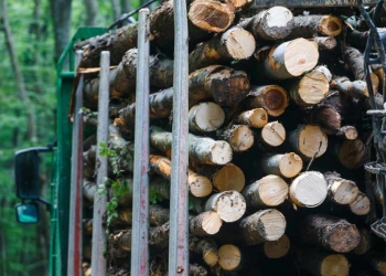 Amendă de 24.000 lei pentru un șofer din Timiș care transporta lemne fără acte