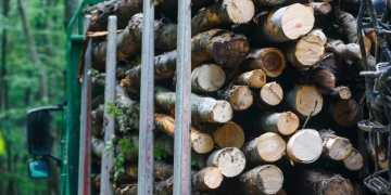 Amendă de 24.000 lei pentru un șofer din Timiș care transporta lemne fără acte