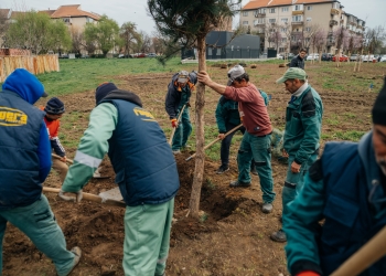 Primăria Timișoara lansează campania de plantări de toamnă! Vor fi sădiți peste 2.500 de arbori tineri
