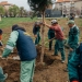 Primăria Timișoara lansează campania de plantări de toamnă! Vor fi sădiți peste 2.500 de arbori tineri