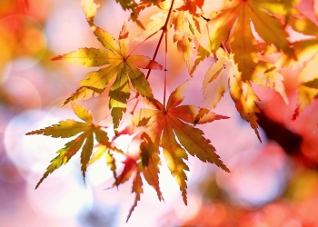 Vreme cu soare până la mijloc de octombrie, în Banat