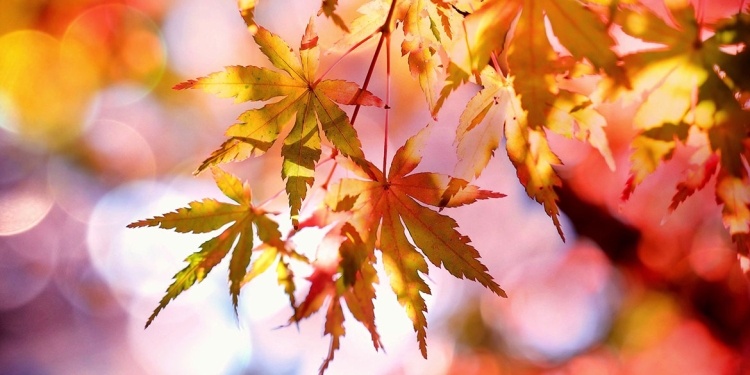 Vreme cu soare până la mijloc de octombrie, în Banat