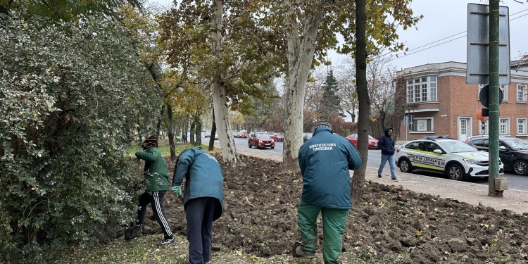 Iarna car și vara sanie! Horticultura pregătește plantările de lalele în parcurile din Timișoara